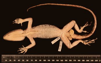 Media type: image;   Herpetology R-125611